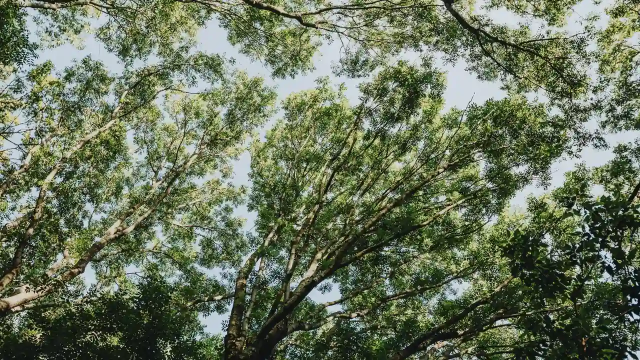 av青青草是什么及相关访问风险说明
